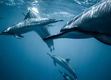 华体会搜索广告入口…仿冒页面最爱用的三句话…真入口不会这样跳转